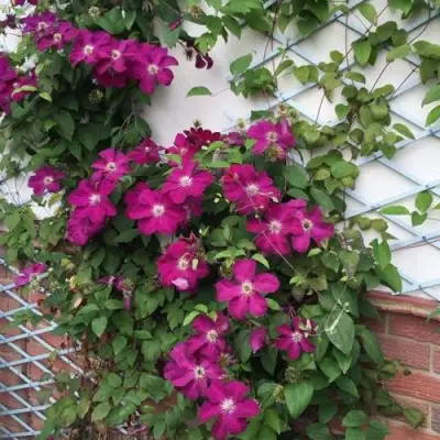 Клематис ЭРНЕСТ МАРКХАМ в Сморгони