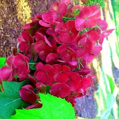 Гортензия АМЕТИСТ дуболистная в Сморгони