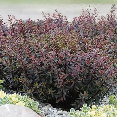 Очиток (седум) САНСПАРКЛЕР ДЖЕЙД ТАФФЕТ в Сморгони