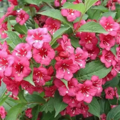 Вейгела БРИСТОЛЬ РУБИ в Сморгони