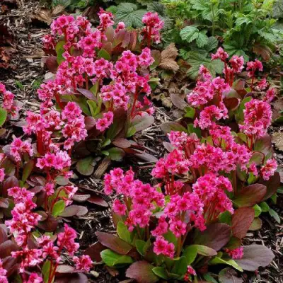 Бадан ФЛИРТ в Сморгони