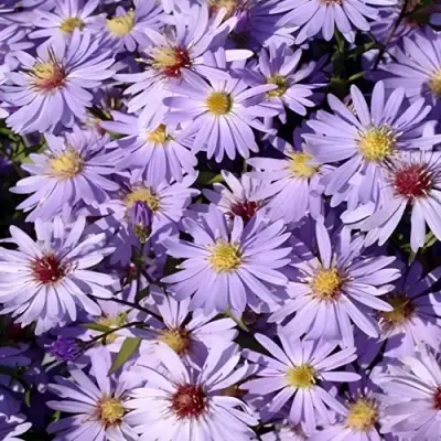 Астра БЛЮ ХЕВЕН сердцелистная в Сморгони