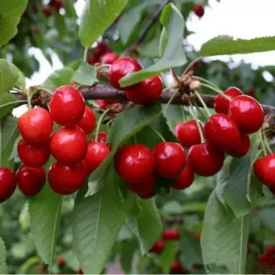 саженцы черешни Донецкая Красавица