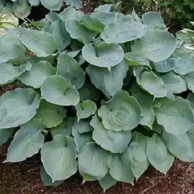 Хоста МУНЛАЙТ СОНАТА гибридная в Сморгони