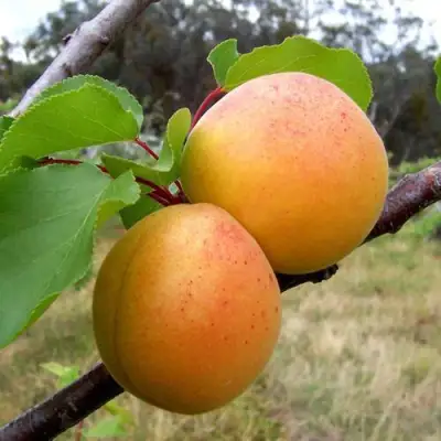 Абрикос ОРЛОВЧАНИН  в Сморгони