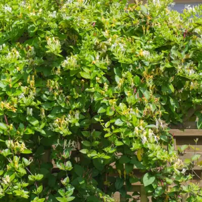 Жимолость ХАЛЛИАНА японская (Хелиана) в Сморгони