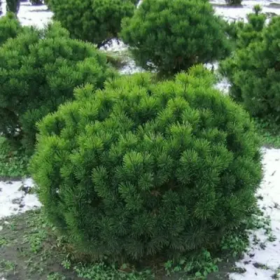 Сосна горная МУГУС в Сморгони