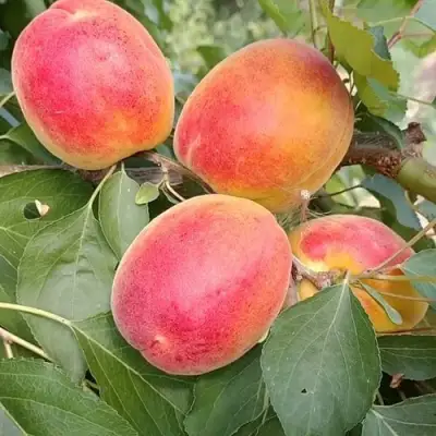 Абрикос ОСОБЕННЫЙ ДЕНИСЮКА в Сморгони