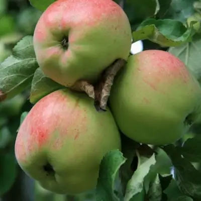 Яблоня УТРО в Сморгони