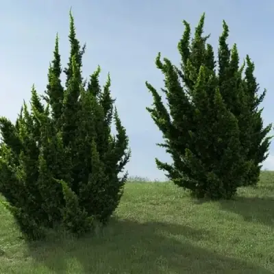 Можжевельник КАЙЗУКА китайский в Сморгони