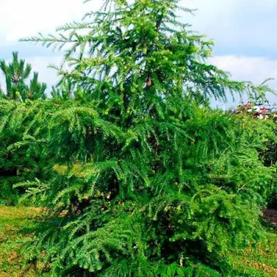 Лиственница европейская в Сморгони