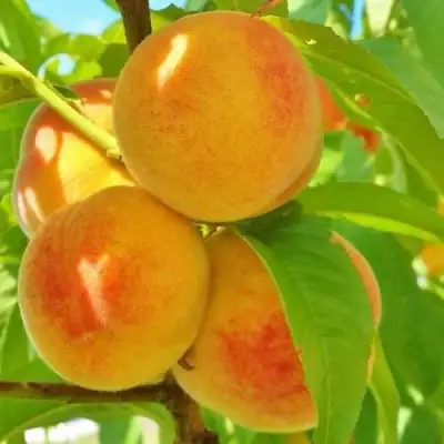 Персик ВЕТЕРАН в Сморгони