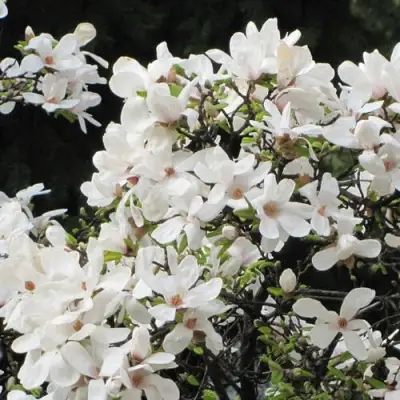 Магнолия КОБУС в Сморгони