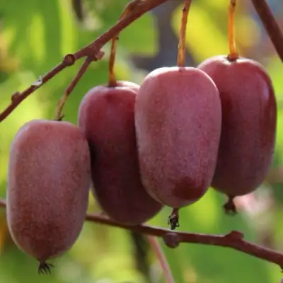 Актинидия ПУРПУРНО САДОВАЯ  аргута в Сморгони