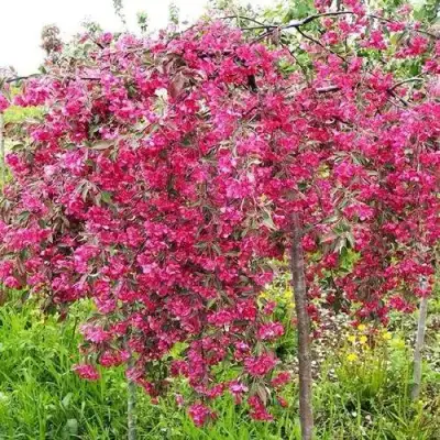 Яблоня КИНГ БЬЮТИ декоративная в Сморгони