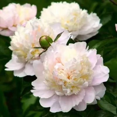 Пион ШИРЛИ ТЕМПЛ травянистый в Сморгони