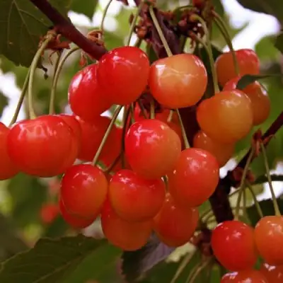 Черешня ФАТЕЖ в Сморгони