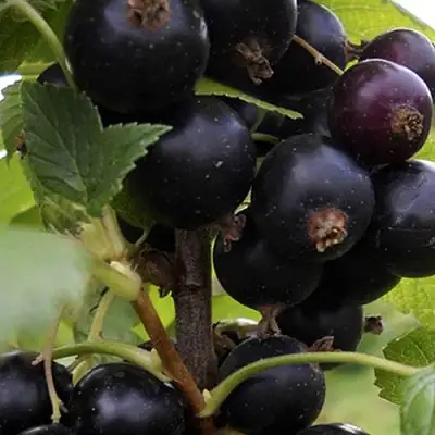 Смородина чёрная НЕСТЕР КОЗИН в Сморгони