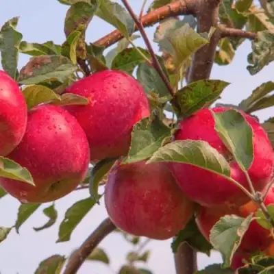 Яблоня РОЖДЕСТВЕНСКОЕ в Сморгони