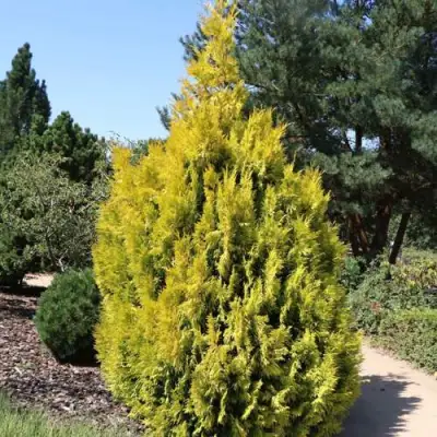 Туя СТОУНХАМ ГОЛД складчатая в Сморгони