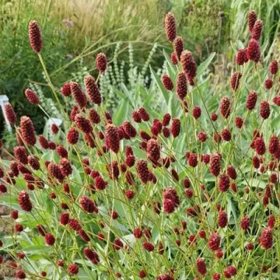 Кровохлебка БИТЛВИНГЗ в Сморгони