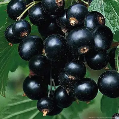 Смородина черная БЕН КОНАН в Сморгони