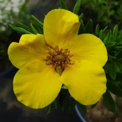 Лапчатка ГОЛДФИНГЕР кустарниковая в Сморгони