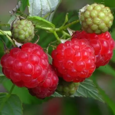 Малина СОЛНЫШКО в Сморгони