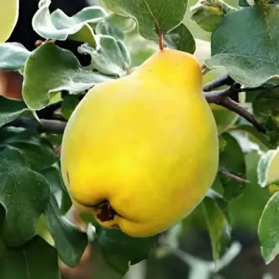 Айва МИР в Сморгони