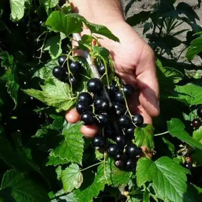 Смородина чёрная СЕЛЕЧЕНСКАЯ в Сморгони