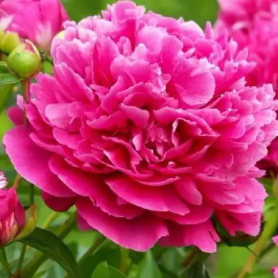 Пион НОЧНЫЕ ГРЕЗЫ древовидный в Сморгони