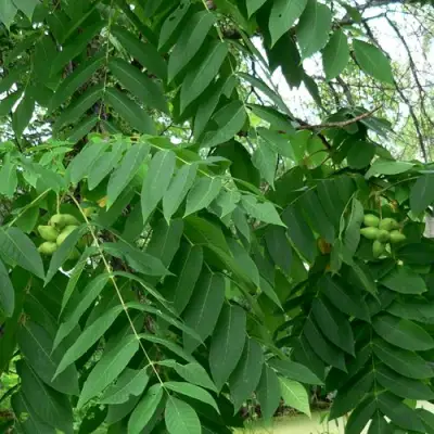 Орех МАНЬЧЖУРСКИЙ в Сморгони
