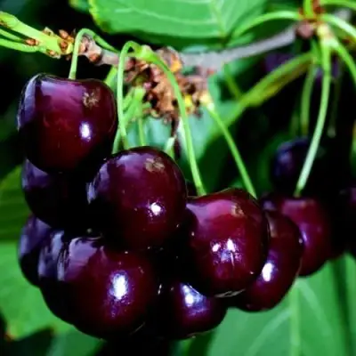 Дюк НОЧКА в Сморгони