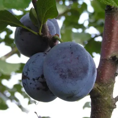 Слива ВЕНГЕРКА БЕЛОРУССКАЯ в Сморгони