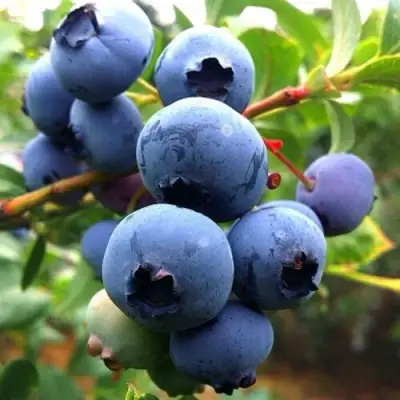 Голубика ДЮК в Сморгони