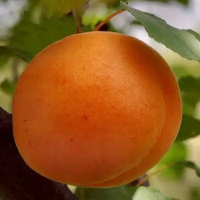 Абрикос ОЛИМП в Сморгони