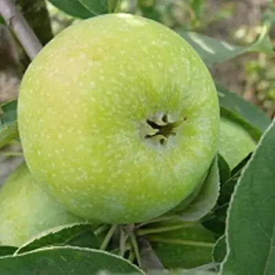 Яблоня РЕНЕТ СИМИРЕНКО в Сморгони