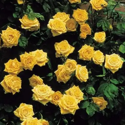 Роза ЛАНДОРА чайно-гибридная в Сморгони