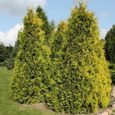 Туя АУРЕОСПИКАТА западная в Сморгони