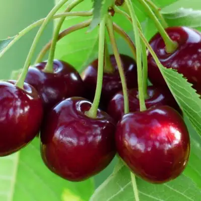 Дюк ЖИВИЦА (ЧЕРЕВИШНЯ) в Сморгони