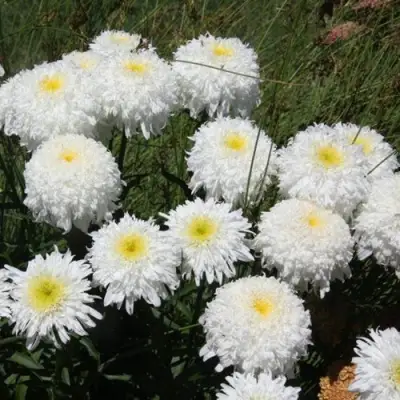 Нивяник ФИОНА ГОГХИЛЛ великолепный в Сморгони