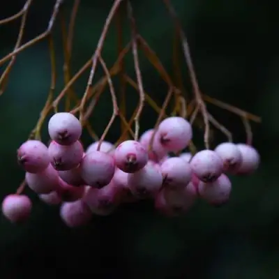 Рябина ПЕКИНСКАЯ сладкоплодная в Сморгони