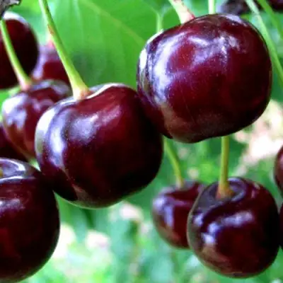 Дюк ЧУДО-ВИШНЯ в Сморгони