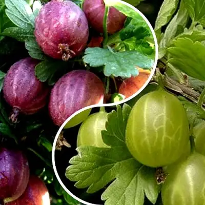 Комплект РЕДКИЙ СЧАСТЛИВЧИК в Сморгони