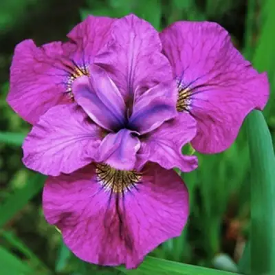 Ирис СИ Я ЛЕЙТЕР сибирский в Сморгони