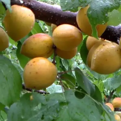 Абрикос МАНИТОБА в Сморгони