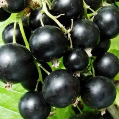 Смородина черная КЛУССОНОВСКАЯ в Сморгони