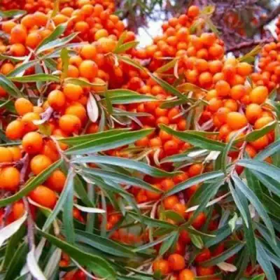 Облепиха ВОРОБЬЕВСКАЯ в Сморгони