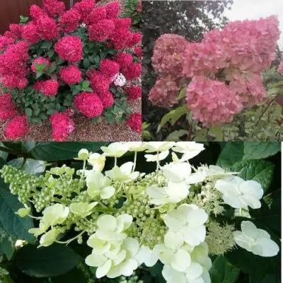 Комплект САД ЭМОЦИЙ в Сморгони