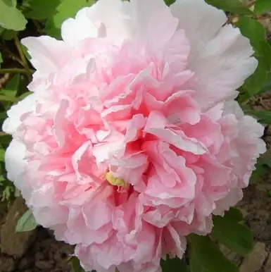 Пион БУКЕТ РОЗОВЫХ ГВОЗДИК древовидный в Сморгони